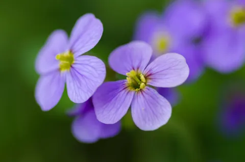 viola, viola