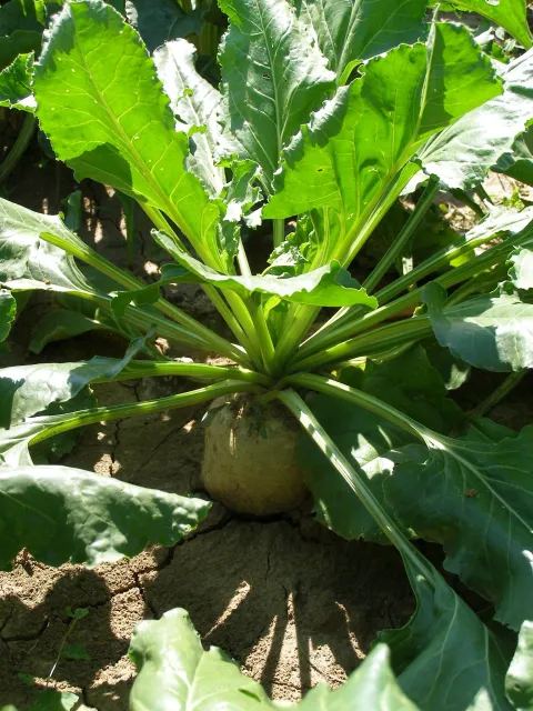 &scaron;ećerna repa 