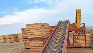 Podravka Agri, krumpir, Belje, Baranja