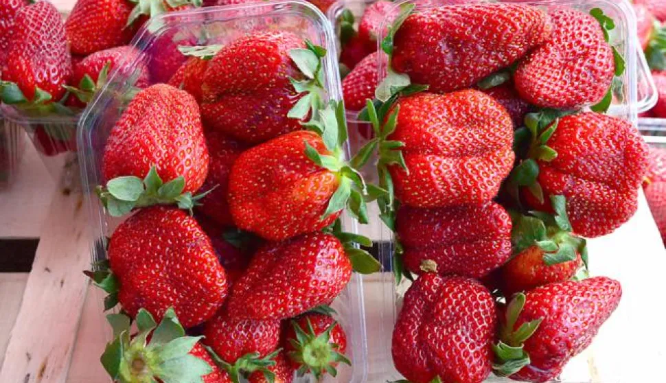 07.04.2017., Slavonski Brod - Zapocela prodaja jagoda na standovima. Photo: Ivica Galovic/PIXSELL------x3