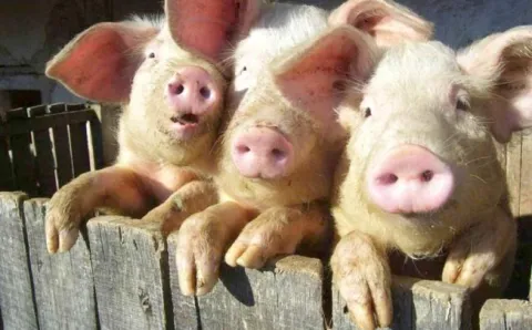 krmača prasci svinja prasetina------3 st color ekonomija