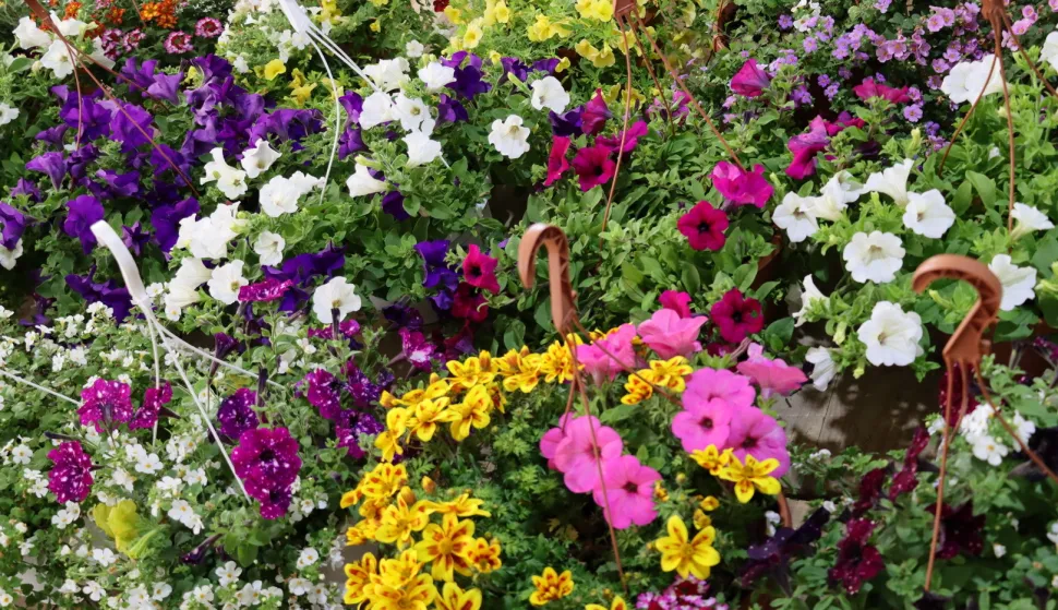 SLAVONSKI BROD - Na 15. Florafestu bila 43 izlagača, SVIBANJ 2023.