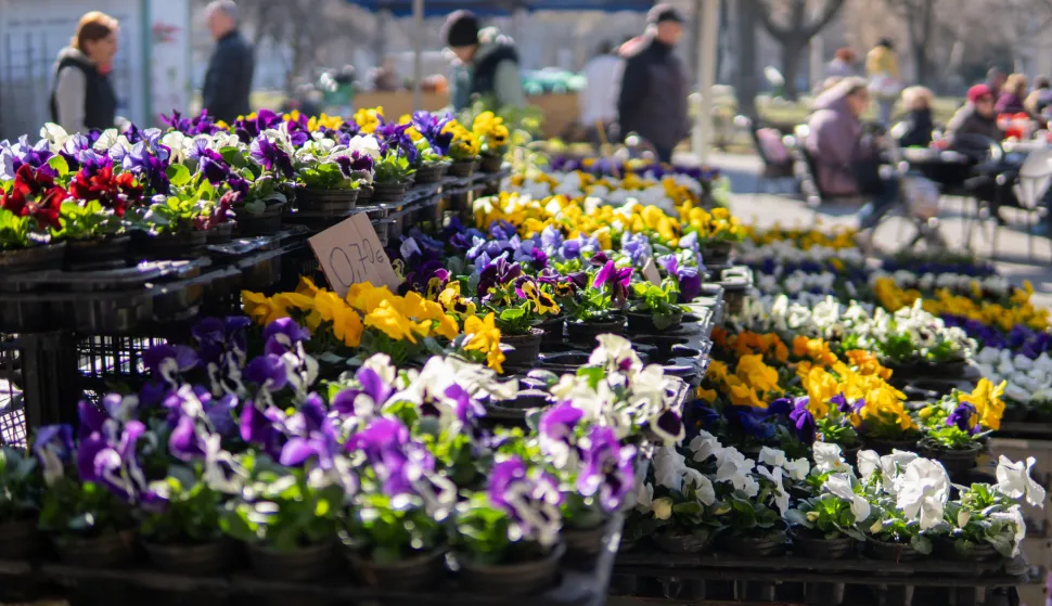Osijek, 28. 2. 2026., Tržnica Osijek, stanje, ponuda, atmosfera, pričetržnica; ponuda; voće; povrće; cvijeće; kupci; kupovina; namirnice; nabavka; hrana; prodavači; maćuhice; proljetnice