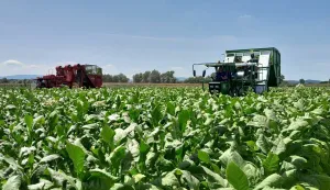 Unatoč su&scaron;i i vrućinama proizvodnja duhana snažno porasla, otkup veći za 35 posto