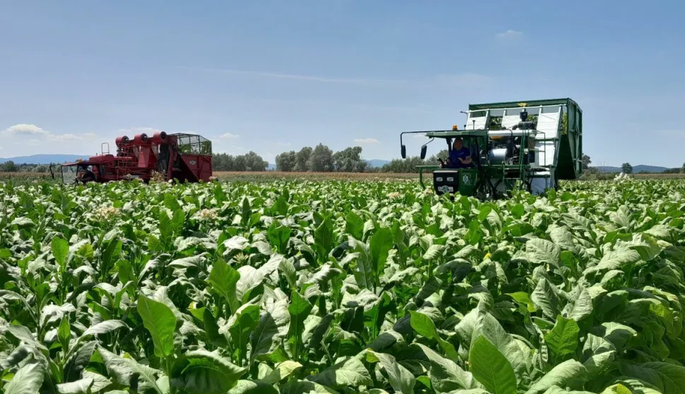 Unatoč su&scaron;i i vrućinama proizvodnja duhana snažno porasla, otkup veći za 35 posto