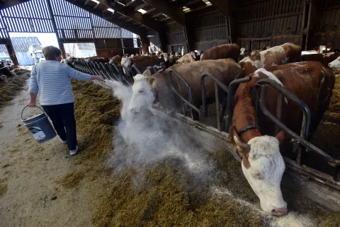 Vojvodinec, 25.02.2026 (nedeljni broj) - OPG Mikulinjak, na slici posao je tezak i svakodnevno dosadan, tekst S.Pavic.foto Davor Kovacevicnedeljni