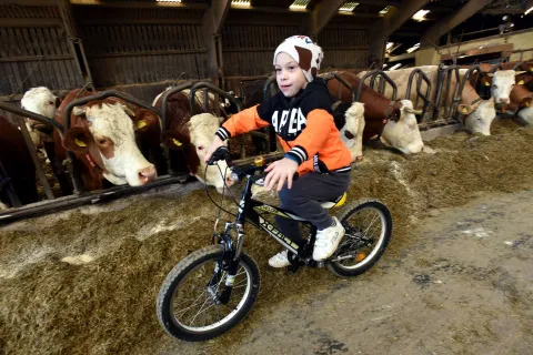 Vojvodinec, 25.02.2026 (nedeljni broj) - OPG Mikulinjak, na slici Josip je siguran da nece biti mljekar, tekst S.Pavic.foto Davor Kovacevicnedeljni