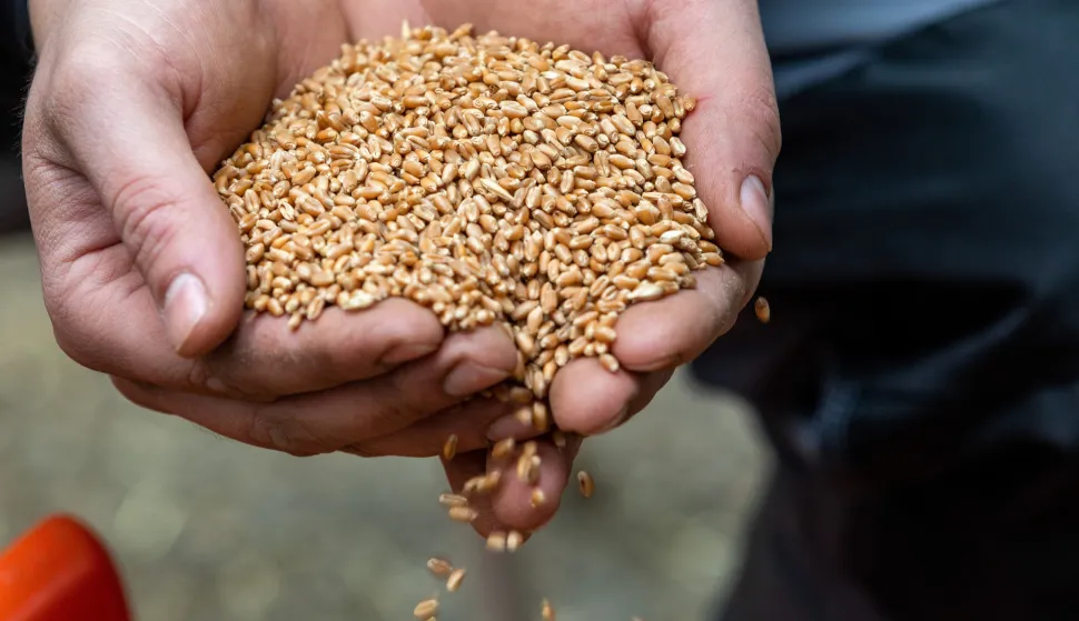 19.02.2021., Motovun - "nObitelj Bellini, poljoprivrednici iz Motovuna, protiv su novog zakona o sjemenu po kojem poljoprivrednici vise nece moci sijati svoje sjeme, nego samo kupovno certificirano. Photo: Srecko Niketic/PIXSELL