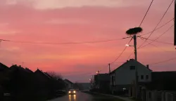 Banova Jaruga, 05.03.2026. - Prve rode vratile su se u Park prirode Lonjsko polje, čime je i ove godine simbolično najavljen dolazak proljeća. Ptice su već uočene u Jasenovcu te u Banovoj Jarugi, naselju u blizini parka. foto HINA/ Nikola BLAŽEKOVIĆ/ ml