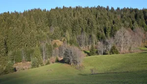 ilustracija, &scaron;uma, stablo, stabla, drveće, priroda, kupressnimljeno tijekom 2022. godineMario Mihaljević