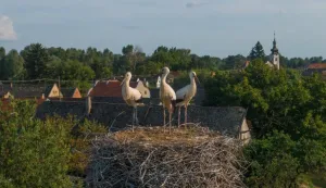 Ritski put - za trčanje - OBŽ