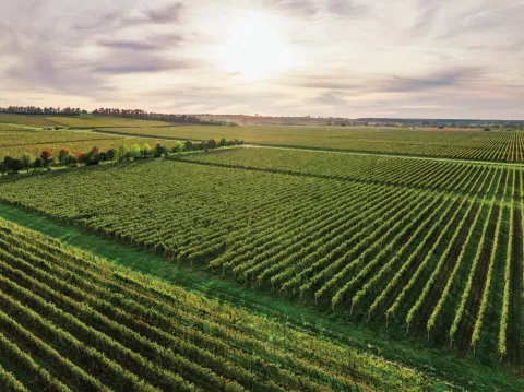 Iločki podrumi, vinograd