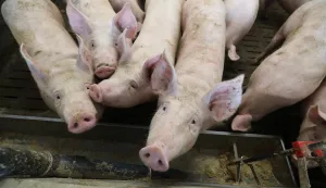 21.07.2020., Bedekovcina, Obiteljsko poljoprvredno gospodarstvo Maria Trbusica, uzgajivaca svinja. Izbor za najbolji Opg Zlata vrijedan"nPhoto: Robert Anic/PIXSELL 