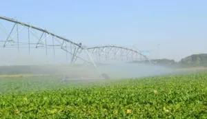 dan polja ećerne repe u cerni u organizaciji Sladorane upanja, navodnjavanje------5 KOLOR EKONOMIJA