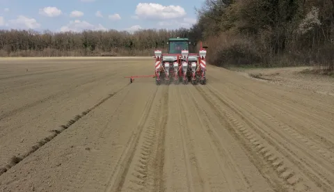 proljetna sjetva &scaron;ećerne repe 
