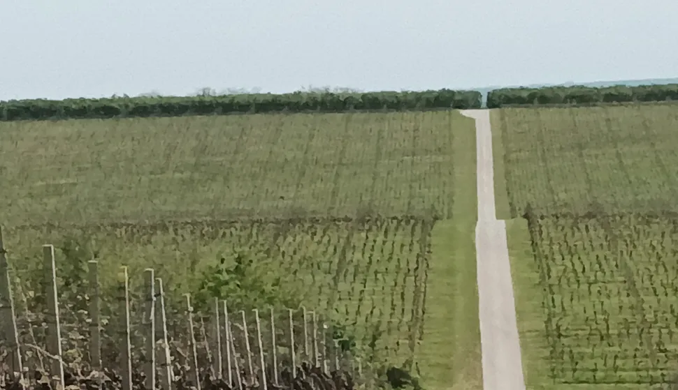 Zlatne žutice vinove loze nema, ali oprez nikada nije naodmet