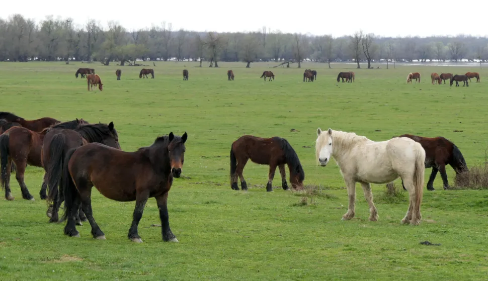 Sisak, 14.3.2026.- S dolaskom prvih proljetnih dana konji i krave ponovno su pu?teni na prostrane prirodne pa?njake u Parku prirode Lonjsko polje, ?ime je zapo?ela jo? jedna sezona tradicijske ispa?e na tom jedinstvenom prirodnom podru?ju. foto HINA/ Nikola Bla?ekovi?/ ua