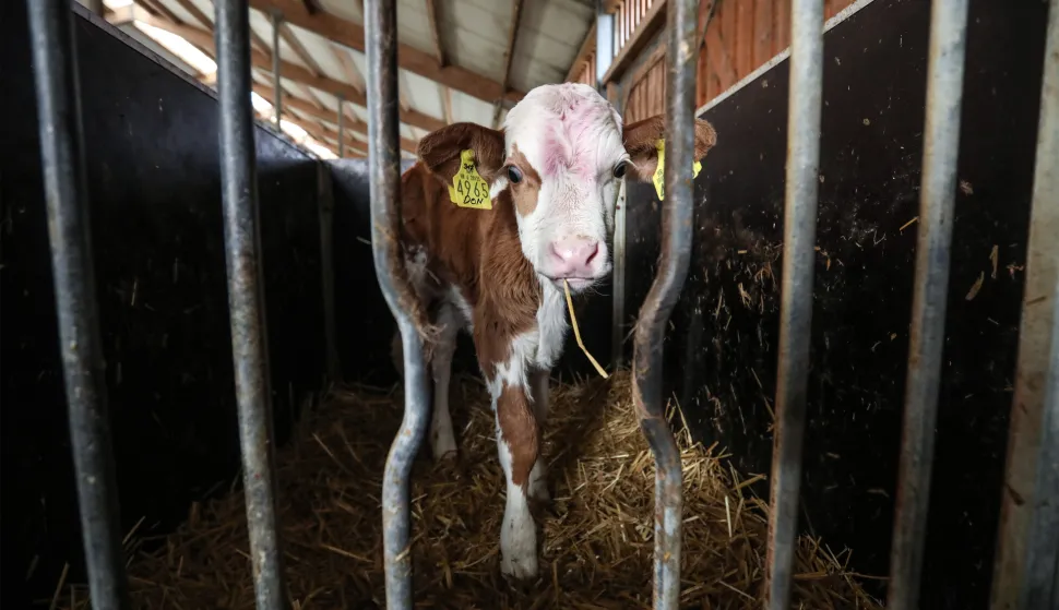 23.12.2019., Zagreb - Rugvica, farma krava Dukatovog kooperanta Kristijana Pandeka."n"nPhoto: Robert Anic/PIXSELL 