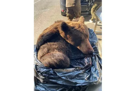 Koža mrkog medvjeda sa glavom