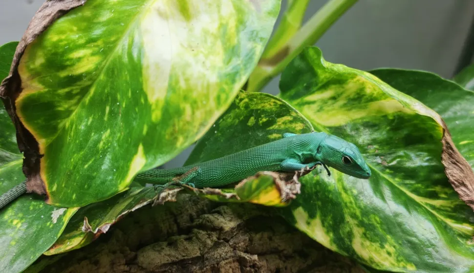 ZAGREB, 20. ožujka 2026. (Hina) - U Zagrebu se prije nekoliko dana izleglo pet zelenotrbih gu&scaron;tera, &scaron;to je nastavak vi&scaron;egodi&scaron;njeg uspje&scaron;nog uzgoja te gotovo ugrožene vrste, priopćili su u petak iz Zoolo&scaron;kog vrta.