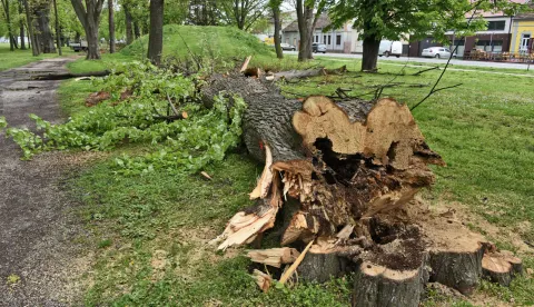 slavonija...vinkovci...19.04.2023.uredjenje parka lenije u prvoj fazi pocelo rusenjem i uklanjanjem starih i bolesnih stabala, a nastavit ce se sadnjom mladih sadnica; foto Gordan Panić