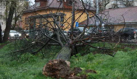 Zagreb, 26.03.2026. - Posljedice nevremena na Selskoj cesti u Zagrebu. Na fotografiji sru&scaron;eno stablo. foto HINA/ Lana SLIVAR DOMINIĆ/ ml