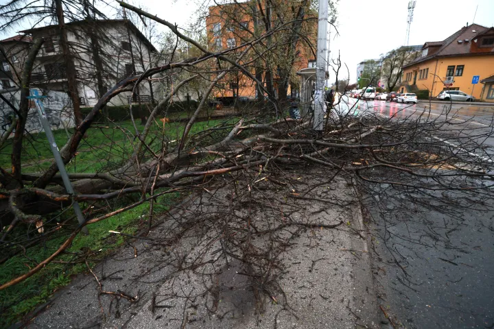 Zagreb, 26.03.2026. - Posljedice nevremena na Selskoj cesti u Zagrebu. Na fotografiji sru&scaron;ena stabla. foto HINA/ Lana SLIVAR DOMINIĆ/ ml