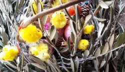 Na đakovačkom korzu akcija Maslinova grana za djevojčice iz Gane