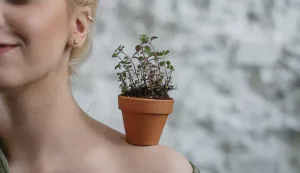 sadnja biljaka, začini