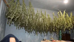 BJELOVAR, 26. listopada 2025. (Hina) - Policija je u petak uhitila 60-godi&scaron;njaka iz okolice Čazme, nakon &scaron;to su policajci tijekom redovnog obilaska dobili informaciju da se na parceli uz obiteljsku kuću uzgaja marihuana, &scaron;to su obilaskom neograđene parcele i potvrdili.