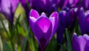 &scaron;afrani u vrtu