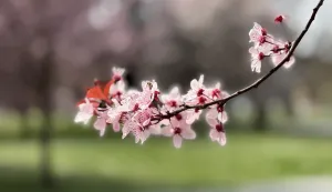 Parkovi i promenada u punom sjaju: Osijek uljep&scaron;an novim sadnicama i trajnicama
