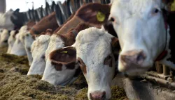 Vojvodinec, 25.02.2026 (nedeljni broj) - OPG Mikulinjak, na slici imanje, stala, krave...., tekst S.Pavic.foto Davor Kovacevicnedeljni