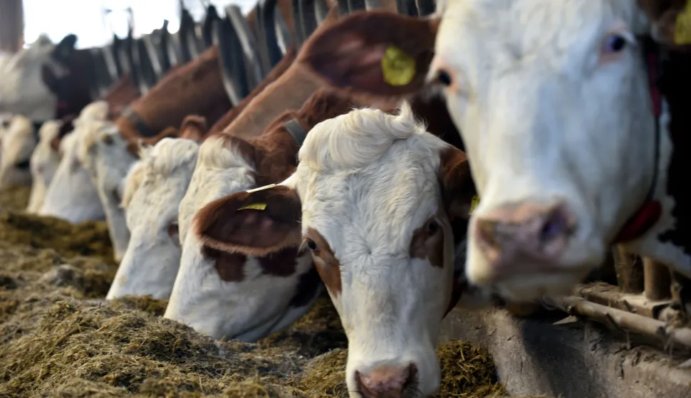 Vojvodinec, 25.02.2026 (nedeljni broj) - OPG Mikulinjak, na slici imanje, stala, krave...., tekst S.Pavic.foto Davor Kovacevicnedeljni