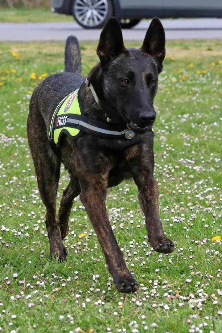 Osijek 26. 03. 2026, Hrvoje Domazetović, član HGSS-a Osijek i njegova mlada nizozemska ovčarka Luna, potražni pas.snimio GOJKO MITIĆ