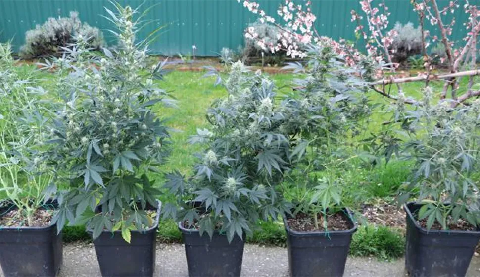 Policijski službenici Službe kriminalističke policije Policijske uprave virovitičko-podravske dovr&scaron;ili su kriminalističko istraživanje nad 24-godi&scaron;njim mu&scaron;karcem zbog sumnje u počinjenje kaznenih djela "Neovla&scaron;tena proizvodnja i promet drogama" i "Nedozvoljeno posjedovanje, izrada i nabavljanje oružja i eksplozivnih tvari".