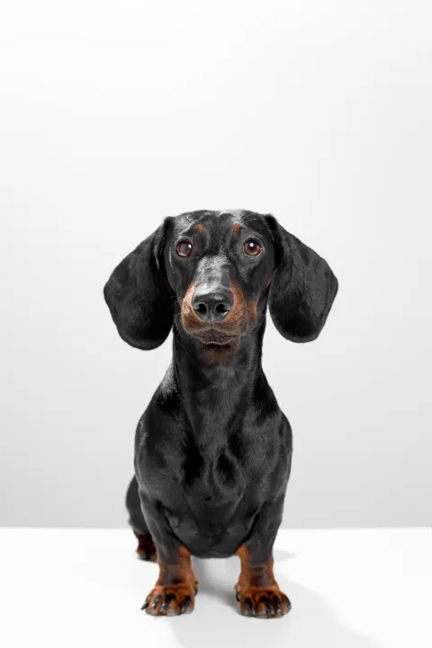  Sausage dog or weiner dog sitting straight and watching straight. Wet nose and short legs. Training and obedience dog concept. White background studio shot photo image.