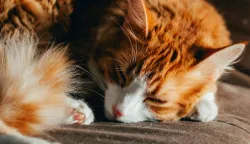 mačka spava