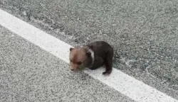 Medvjedić je ljudima do&scaron;ao preko planine Ljubovo čiji se obronci jo&scaron; uvijek bijele od snijega 