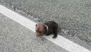 Medvjedić je ljudima do&scaron;ao preko planine Ljubovo čiji se obronci jo&scaron; uvijek bijele od snijega 