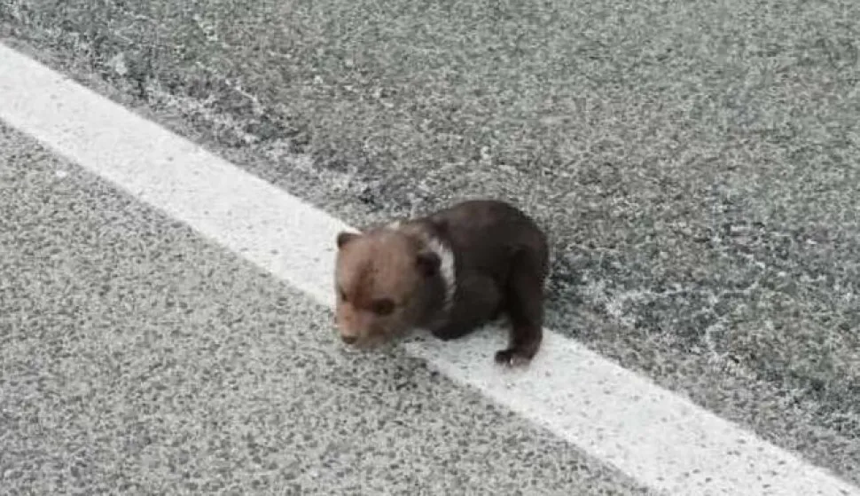 Medvjedić je ljudima do&scaron;ao preko planine Ljubovo čiji se obronci jo&scaron; uvijek bijele od snijega 