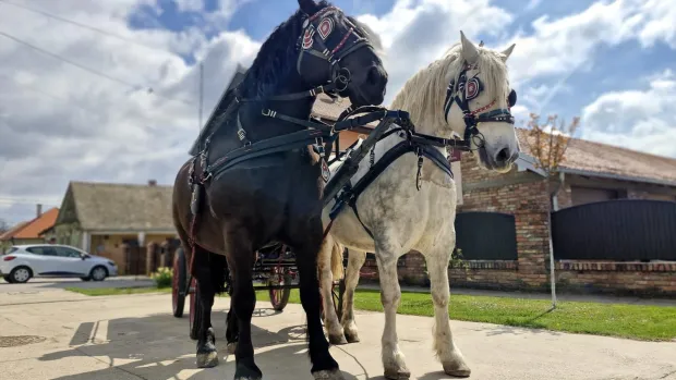 Konji Karanac - Moro i Zekan