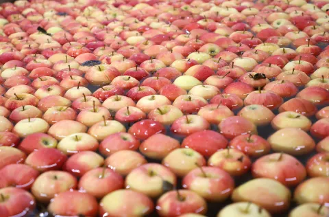 Osijek, 17. 04. 2025., RDC, Regionalni centar za voće i povrće, obilazak, jabuke; jabukaSNIMIO BRUNO JOBST