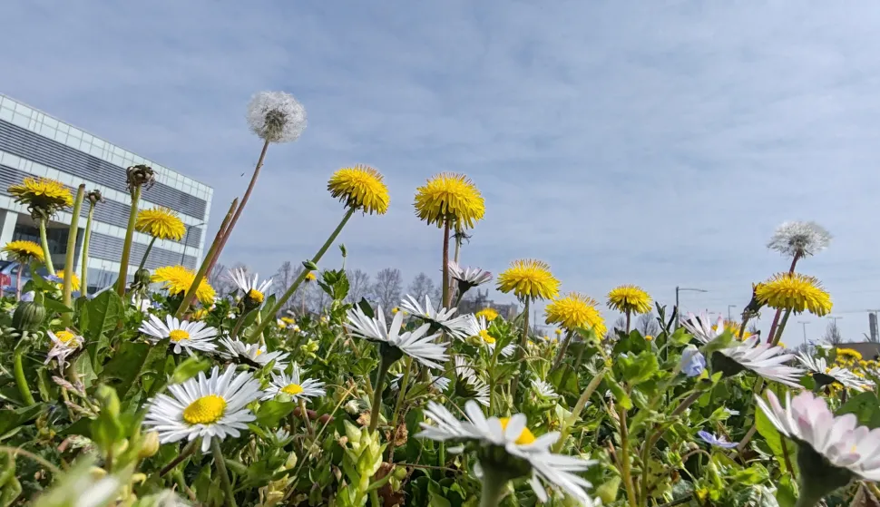 Osijek 25. 03. 2026, Ledina kod IT centra uz Ulicu 3. Gardijske Brigade "Kune". Tratinčice i maslačci, proljeće, slobodnjak, ilustracija.snimio GOJKO MITIĆ