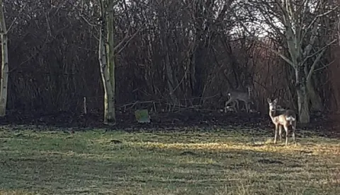 Srna i srndać u Sljemenskoj 