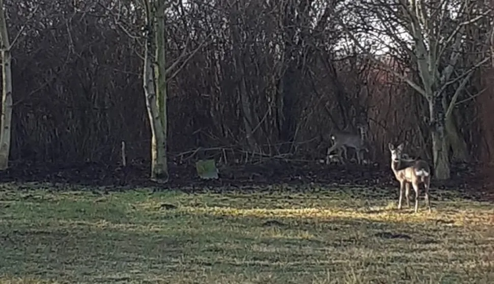 Srna i srndać u Sljemenskoj 