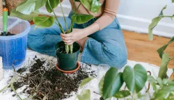 presađivanje, sadnja