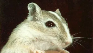 ISPITIVANJE SJECANJA LJUDI NA MISEVIMA 