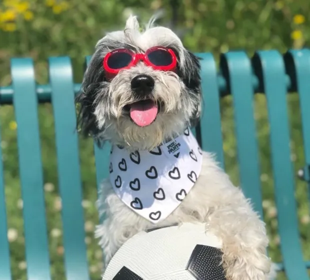 Doggies Eyewear