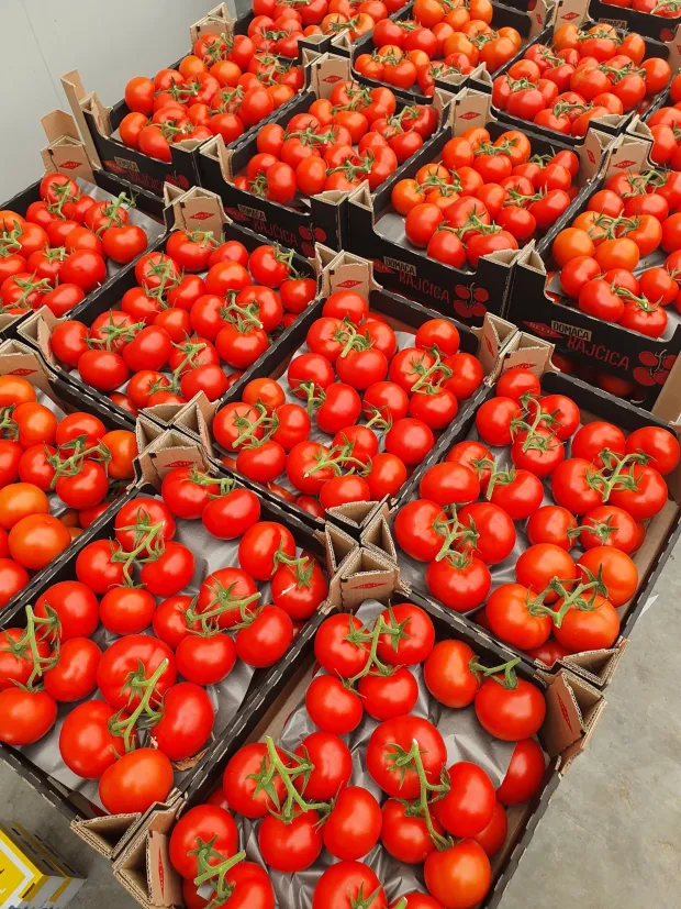 U tijeku je proljetna sjetva na oranicama Podravke Agri, koja se odvija u optimalnim uvjetima zahvaljujući dovoljnim količinama vlage i povoljnim vremenskim prilikama, izvijestili su u petak iz te poljoprivredne kompanije, a među ostalim su naveli i da planiraju veću proizvodnju krumpira nego lani zbog potreba domaćeg trži&scaron;ta. 
